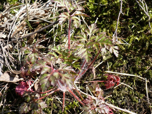 P1010954.jpg