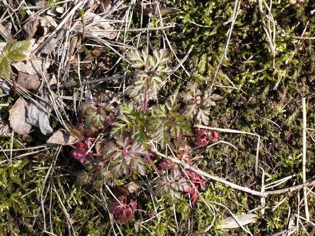 P1010956.jpg