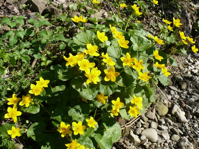 P1010961.jpg