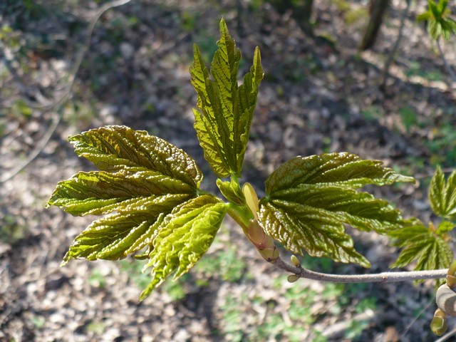 P1010965.jpg